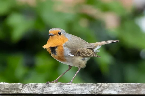 Selective Focus Shot European Robin Bird Perched Wood — Stock Photo, Image