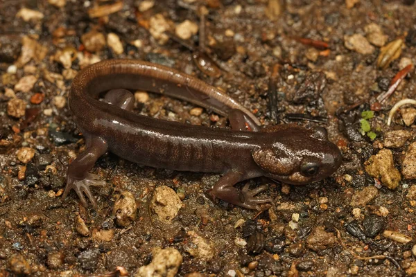 Nahaufnahme Eines Braunen Jungen Nordwestlichen Salamanders Ambystoma Gracile Einem Verheirateten — Stockfoto