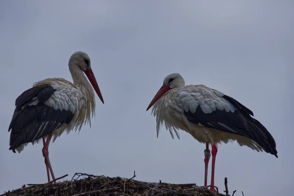 Low Angle Shot Two Storks Nest Clear Blue Sky Background — Stock Photo, Image