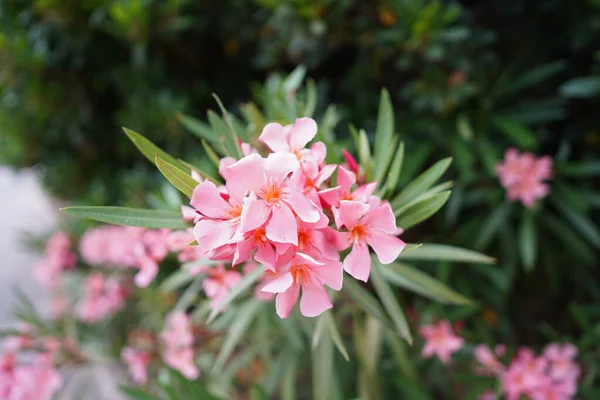 Tiro Close Belas Flores Oleandro Rosa Jardim — Fotografia de Stock