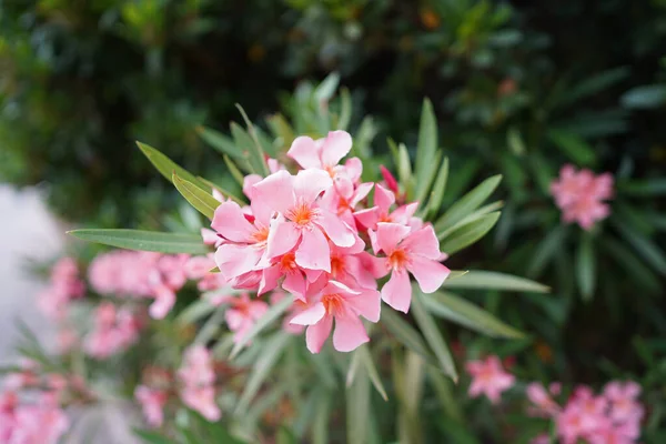 Zbliżenie Ujęcie Pięknych Różowych Oleander Kwiatów Ogrodzie — Zdjęcie stockowe