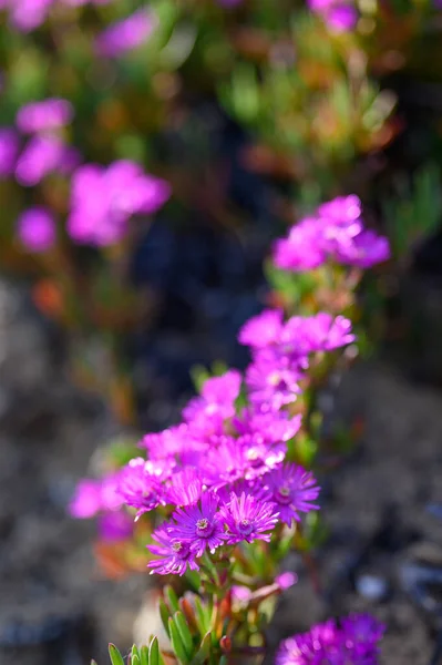 Vertical Shot Pink Dewplants — Stock Photo, Image