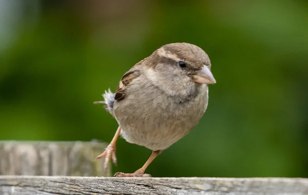 Bahçedeki Ahşap Bir Yüzeyde Sevimli Bir Serçe Kuşu — Stok fotoğraf