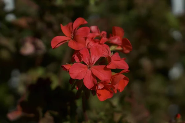 Les Belles Fleurs Géranium Rouge Dans Jardin — Photo