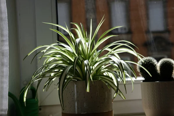 Tiro Seletivo Foco Chlorophytum Potted — Fotografia de Stock