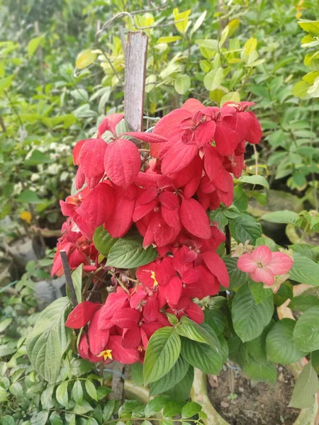 Μια Κάθετη Λήψη Κόκκινων Λουλουδιών Έναν Κήπο Κατά Διάρκεια Της — Φωτογραφία Αρχείου
