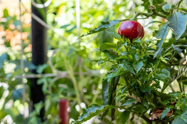 Closeup Shot Red Pepper Growing Bush — Stock Photo, Image