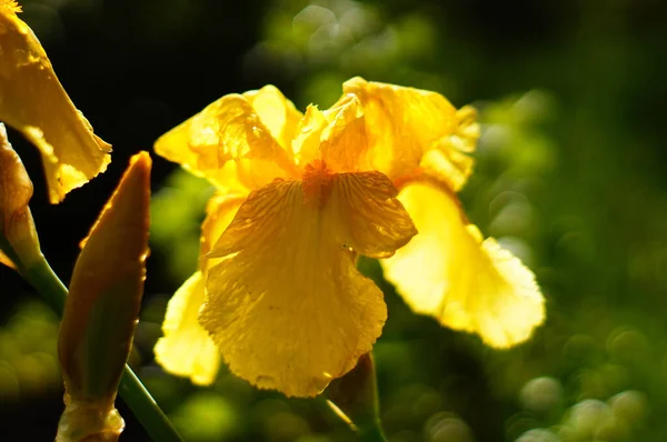 Blomma Gul Iris Efter Regndusch Trädgård Regndroppar Lysande Gul Bakgrundsbelysning — Stockfoto