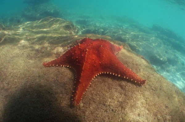 Uma Grande Estrela Mar Laranja Numa Rocha Submarina — Fotografia de Stock