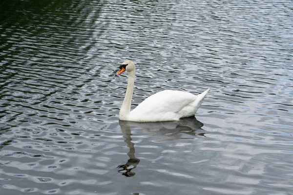 湖上一只白天鹅的特写镜头 — 图库照片