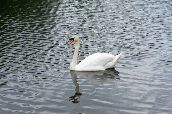 Primo Piano Cigno Bianco Sul Lago — Foto Stock