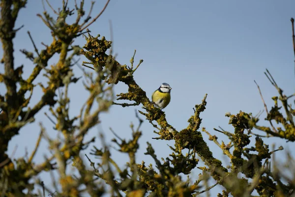 Closeup Shot Great Tit Bird Perched Tree — Stock Fotó