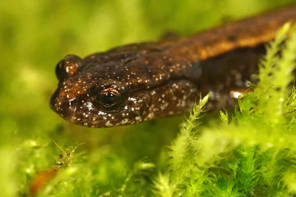 Closeup Shot Head Subadult Dunn Salamander Plethodon Dunni Green Moss — Stock Photo, Image
