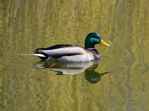 Male Mallard Duck Swimming Lake — Stock Photo, Image