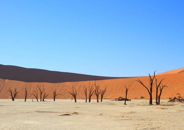 Eine Landschaft Aus Trockenen Pflanzen Und Bäumen Der Wüste Namib — Stockfoto