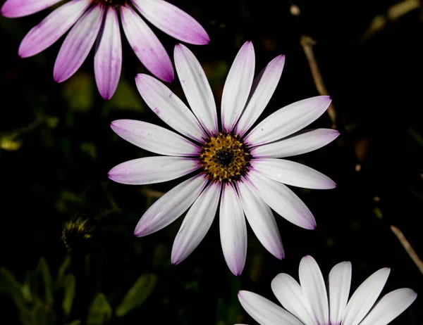 Lähikuva Laukaus Kukkivat Afrikkalainen Päivänkakkara Kukkia Osteospermum — kuvapankkivalokuva