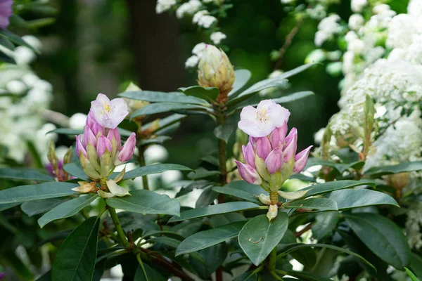 Close Shot Beautiful Garden Flowers — Stock Photo, Image