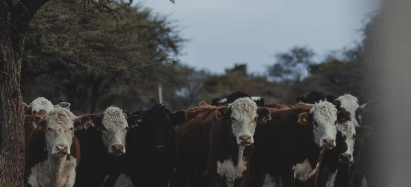 Αγελάδες Κοιτάζοντας Την Κάμερα Αυτή Φυλή Shorthorn Durham Τυπικό Της — Φωτογραφία Αρχείου
