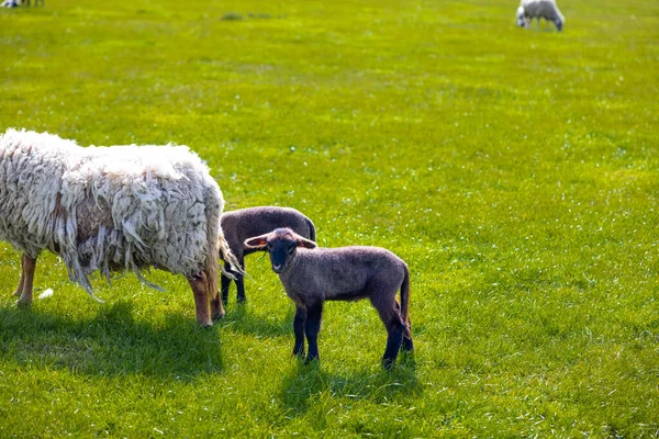 Flock Sheep Green Field — Stock Photo, Image