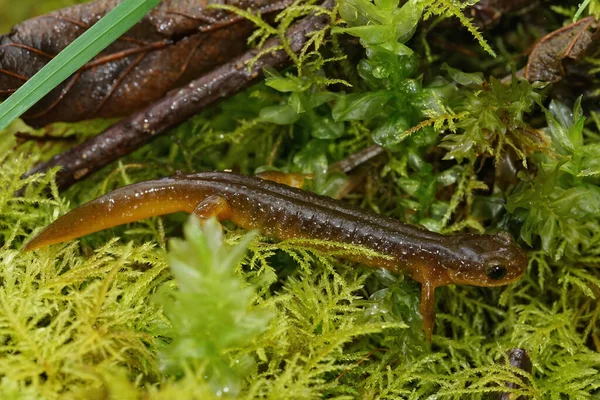 Closeup Shot Endangered Columbia Torrent Salamander Rhyacotriton Kezeri Green Moss —  Fotos de Stock