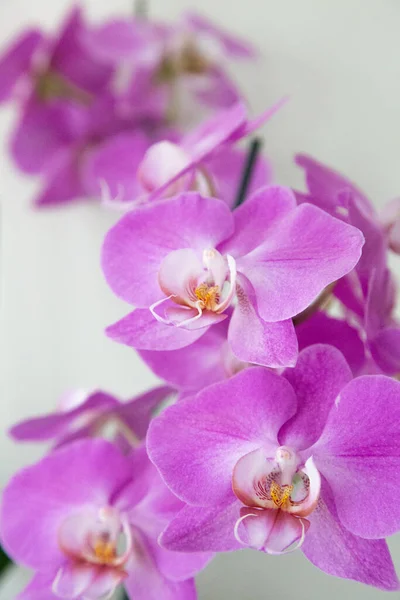 Фіолетовий Метелик Орхідеї Цвітіння — стокове фото