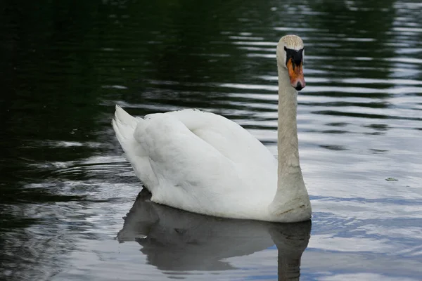 Lovitură Closeup Unei Lebede Albe Lac — Fotografie, imagine de stoc