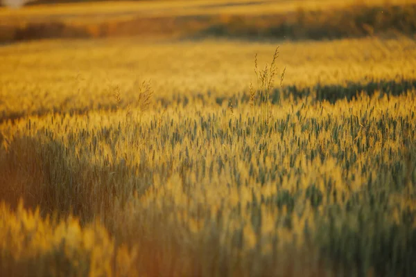 Die Schöne Tapete Des Goldenen Gerstenfeldes Bei Sonnenuntergang — Stockfoto