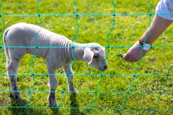 Ręka Karmiąca Jagnięcinę Farmie — Zdjęcie stockowe