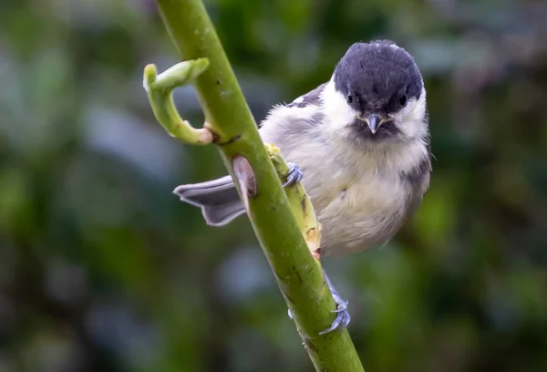 Cute Willow Tit Bird Branch Tree — Zdjęcie stockowe