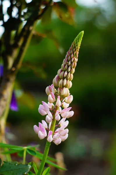 Jeune Inflorescence Lupin Dans Jardin Avec Des Gouttes Pluie Gros — Photo