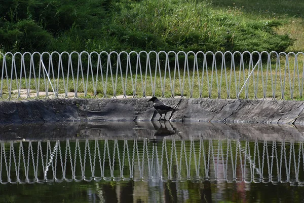 Reflexo Corvo Junto Água Perto Cerca Parque — Fotografia de Stock