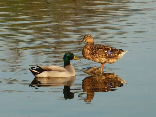 Ένα Ζευγάρι Παπιών Mallard Που Κολυμπούν Και Σκαρφαλώνουν Μια Λίμνη — Φωτογραφία Αρχείου