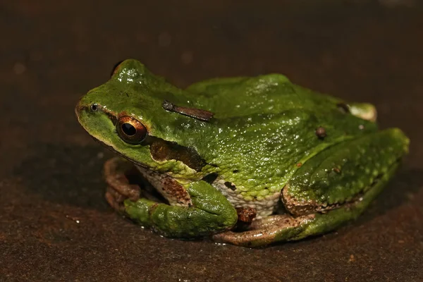 Closeup Shot Green Pacific Treefrog Pseudacris Regilla Dark Stone — 图库照片