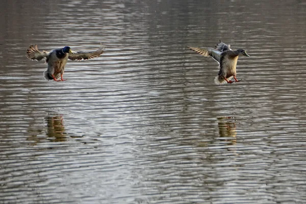 Pár Divokých Kachen Letících Nad Jezerem — Stock fotografie