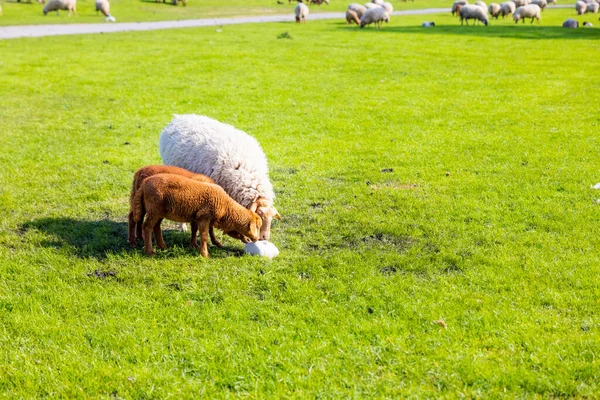 緑の畑で羊の放牧の群れ — ストック写真