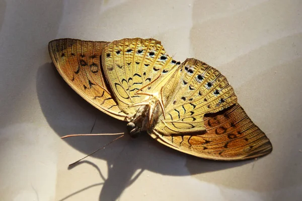 Dried Pallas Fritillary Butterfly Upside Isolated Beige Background — Stock Photo, Image