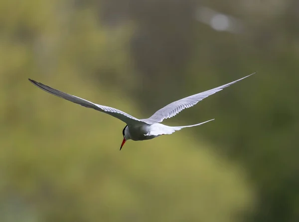 Açık Kanatlı Bir Ormanda Uçan Bir Deniz Kuşu — Stok fotoğraf