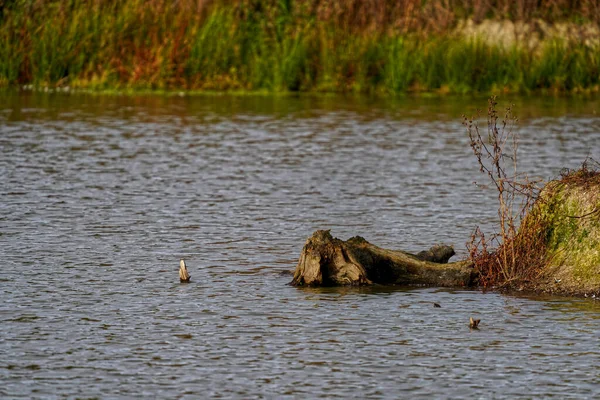 Primer Plano Lago Con Árboles Fondo —  Fotos de Stock