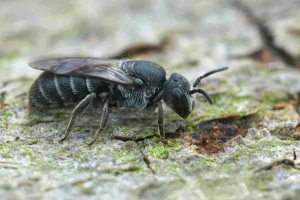 Tiro Close Uma Abelha Cuco Preto Comum Stelils Breviuscula Jardim — Fotografia de Stock