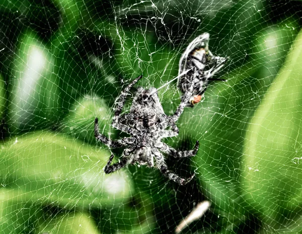 거미집에 거미의 매크로 파리를 잡는다 — 스톡 사진