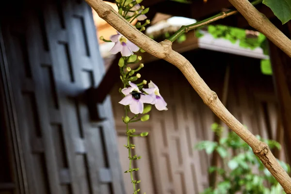 Closeup Shot Beautiful Blooming Flowers Threshold House — Foto de Stock