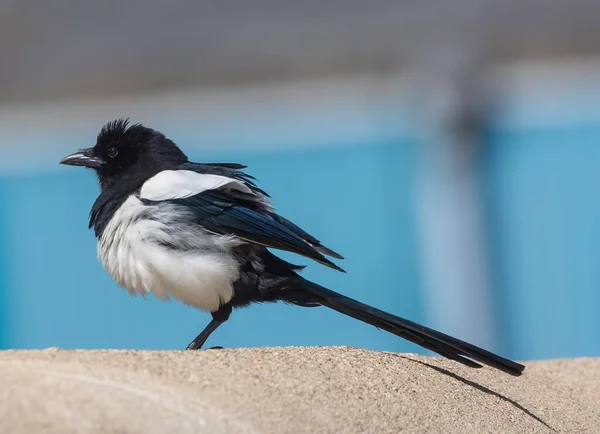 Pássaro Magpie Bonito Parque — Fotografia de Stock