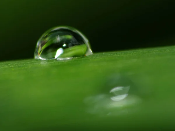 Uma Gota Água Uma Folha Verde — Fotografia de Stock