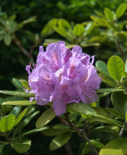 Plan Vertical Belles Fleurs Roses Rhododendron — Photo