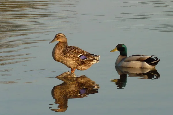 Par Patos Reais Nadando Empoleirados Lago — Fotografia de Stock