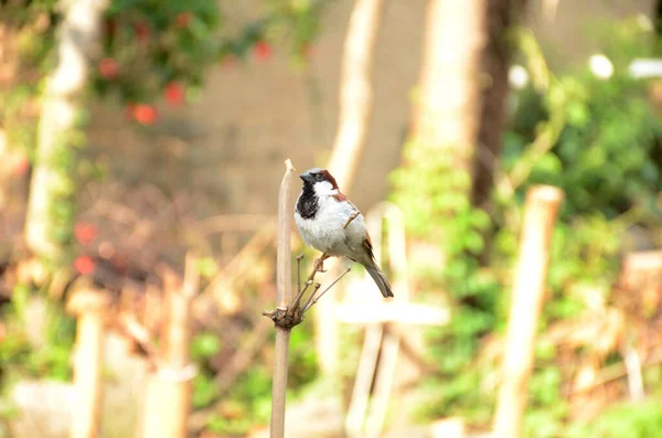 Close Shot White Brown Sparrow Hold Sitting Stick Garden — Foto de Stock