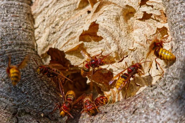 Bir Ağaç Arka Planında Eşekarılarının Yakın Plan Görüntüsü — Stok fotoğraf