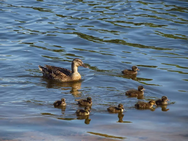 一只母鸭带着小鸭在湖中游泳 — 图库照片