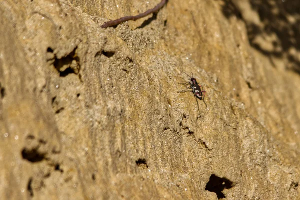 Een Close Shot Van Een Klein Insect Rotsachtige Heuvel Oppervlak — Stockfoto