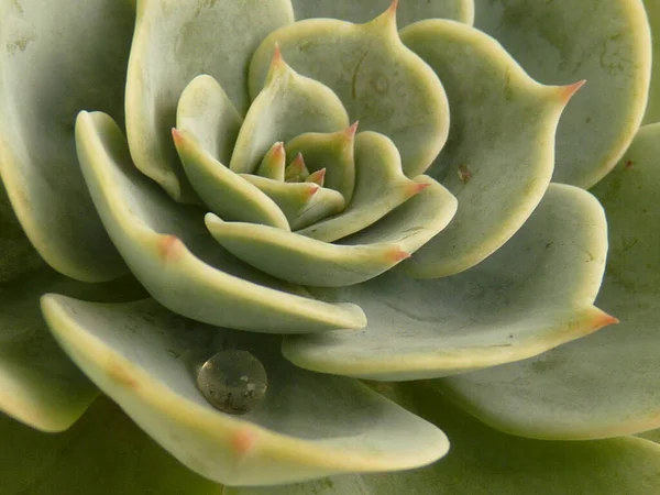 Uma Gota Água Uma Flor Echeveria Verde — Fotografia de Stock